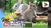 Baguio Veterinary and Agriculture Office, patuloy ang pag-aalaga ng rabbit bilang alternatibong hog-raising source