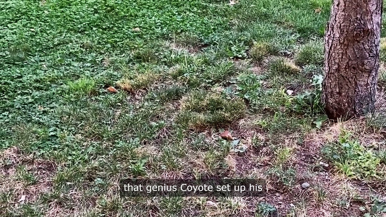 SO WHATEVER HAPPENED TO SATURDAY MORNING CARTOONS?