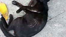 Blacky ! 
