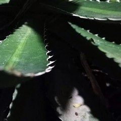 -Jacobo Shemaria Capuano- ¡Hasta hace poco! (Parte 2) (Creado por @JacoboShemariaCapuano)