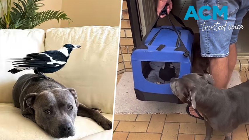 Beloved magpie and social media star Molly, has been happily reunited with his Staffy bestie Peggy and family following a 45-day seizure by wildlife authorities.