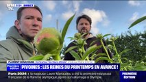 Drôme: Les pivoines ont éclos avec quinze jours d'avance cette année