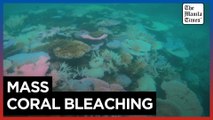 Fear for Australia's Great Barrier Reef after mass bleaching