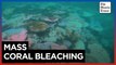 Fear for Australia's Great Barrier Reef after mass bleaching