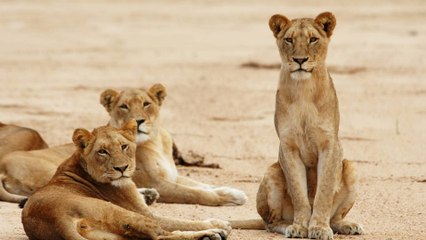 Royaumes sauvages d'Afrique