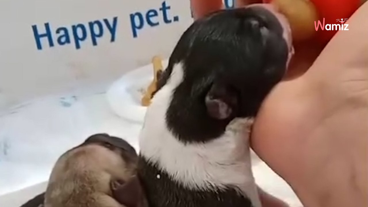 Tira 8 bebés con días de vida y el cordón umbilical todavía en sus barriguitas