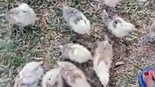 Chicklets