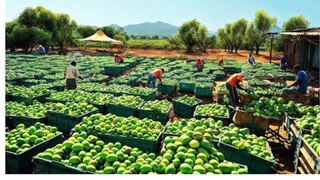 How Australian Farmers Produce Millions Of Tons Of Mangoes