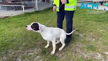 Animals up for adoption at BARC