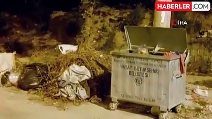 Çöp karıştıran yaban domuzlarından şehir turu