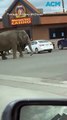 Escapee elephant goes for a leisurely stroll after daring circus breakout