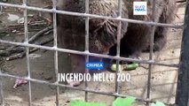 Crimea, incendio in uno zoo privato: 200 animali morti, due orsi sono sopravvissuti