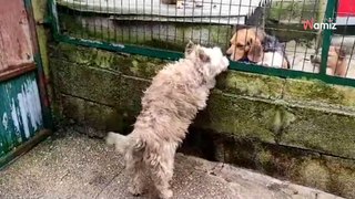 Heartbroken dog waits behind shelter gate for family to come back for her (video)