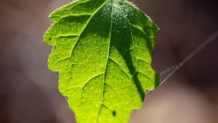 Are Americans Ready for Sustainable Living? Surprising Insights on Knowledge and Challenges 🌱