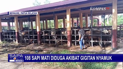 108 Sapi di Merauke Mati Diduga Akibat Gigitan Nyamuk