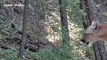 Ormandaki dişi pumanın çiftleşme çağrısındaki nazlı sesli izlenme rekoru kırdı