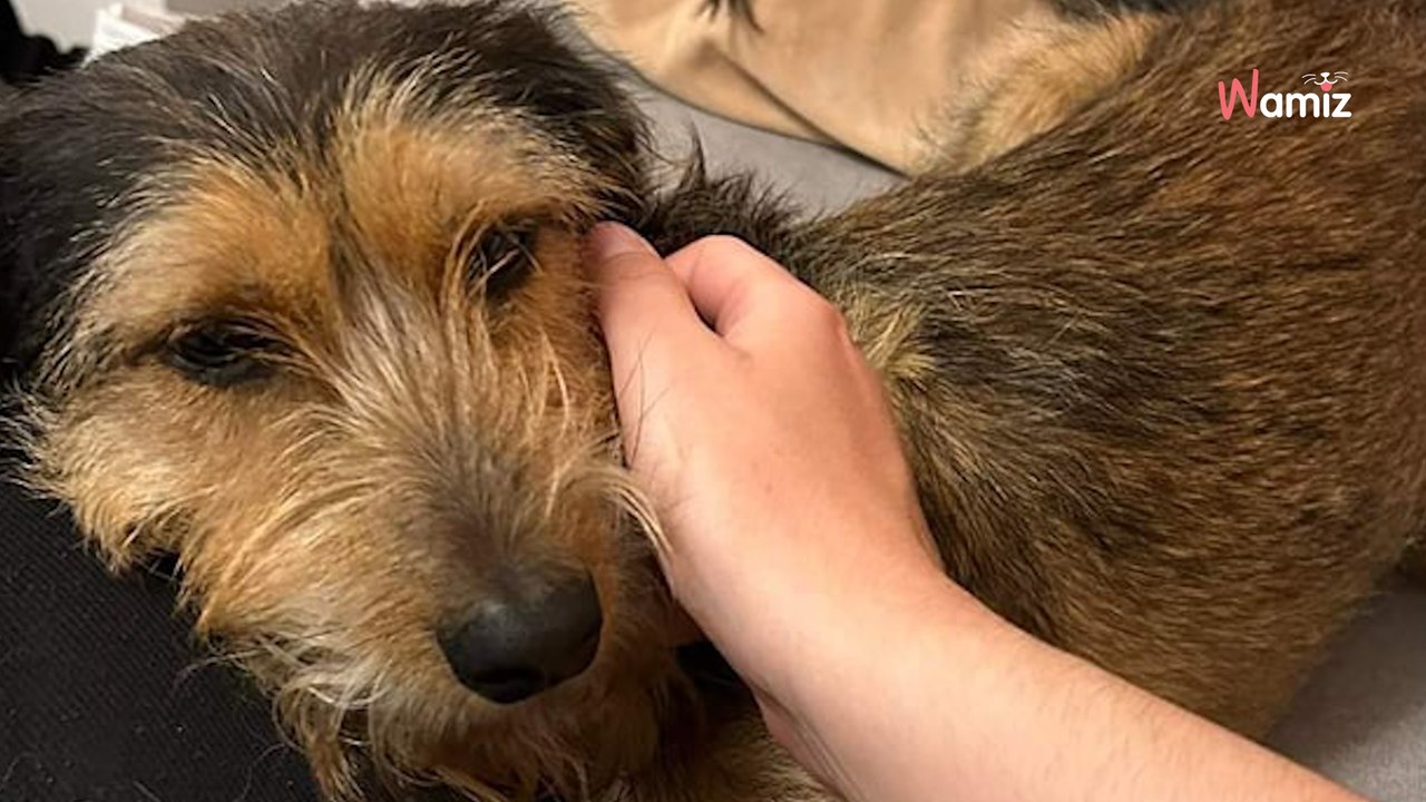 Salvato quando era pelle e ossa, questo cane è alla ricerca della sua felicità