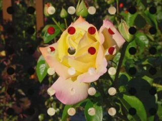 jusqu'a la fin des temps