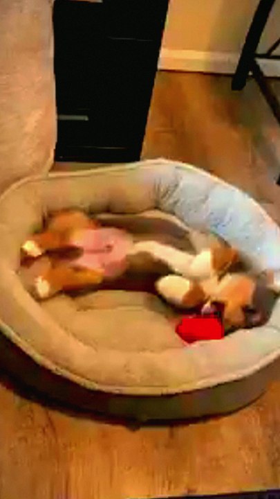cute dog baby