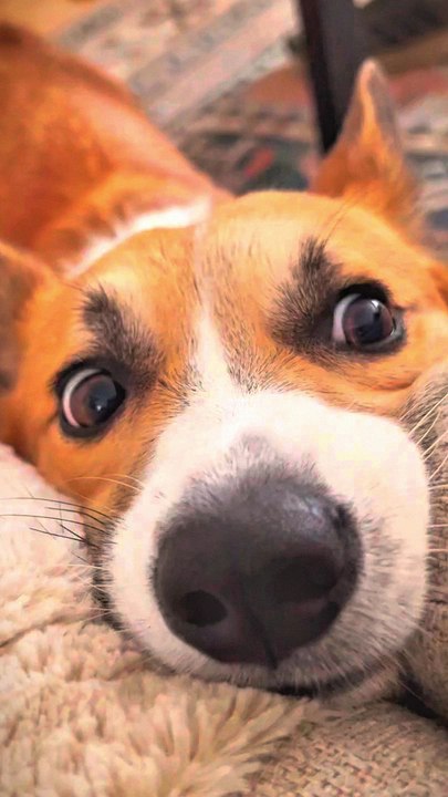 funny dogs baby