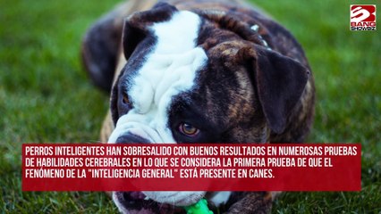 Científicos detectan el fenómeno de la “inteligencia general” en perros