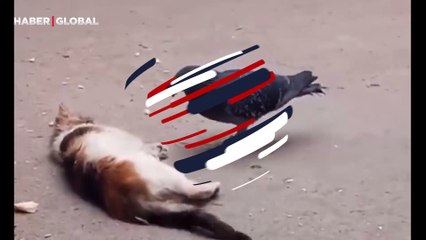 Sokak kedisinin avlamak yerine sarıldığı güvercinin görüntüleri gündem oldu