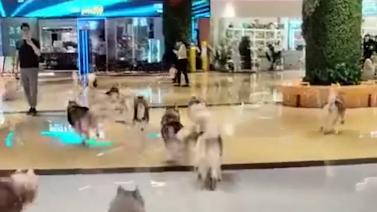 Huskys verursachen Chaos im Einkaufszentrum, nachdem sie aus einem Tiercafé entkommen sind