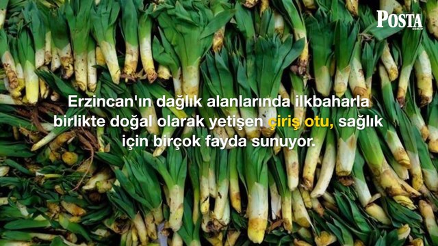 Doğada kendi kendine yetişen kabızlık otu! Pazar tezgahında 30 liradan yerini aldı: Yoğurtla karıştırıp yiyince bağırsakları makine gibi çalıştırıyor