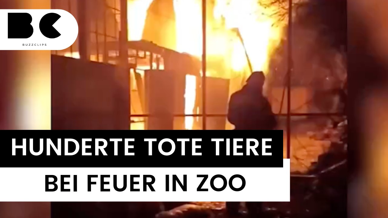 Hunderte Tiere sterben bei Feuer in ukrainischem Zoo