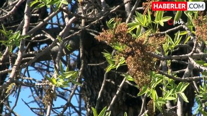 Şanlıurfa'da fıstık üretimi için ilaçlama uyarısı