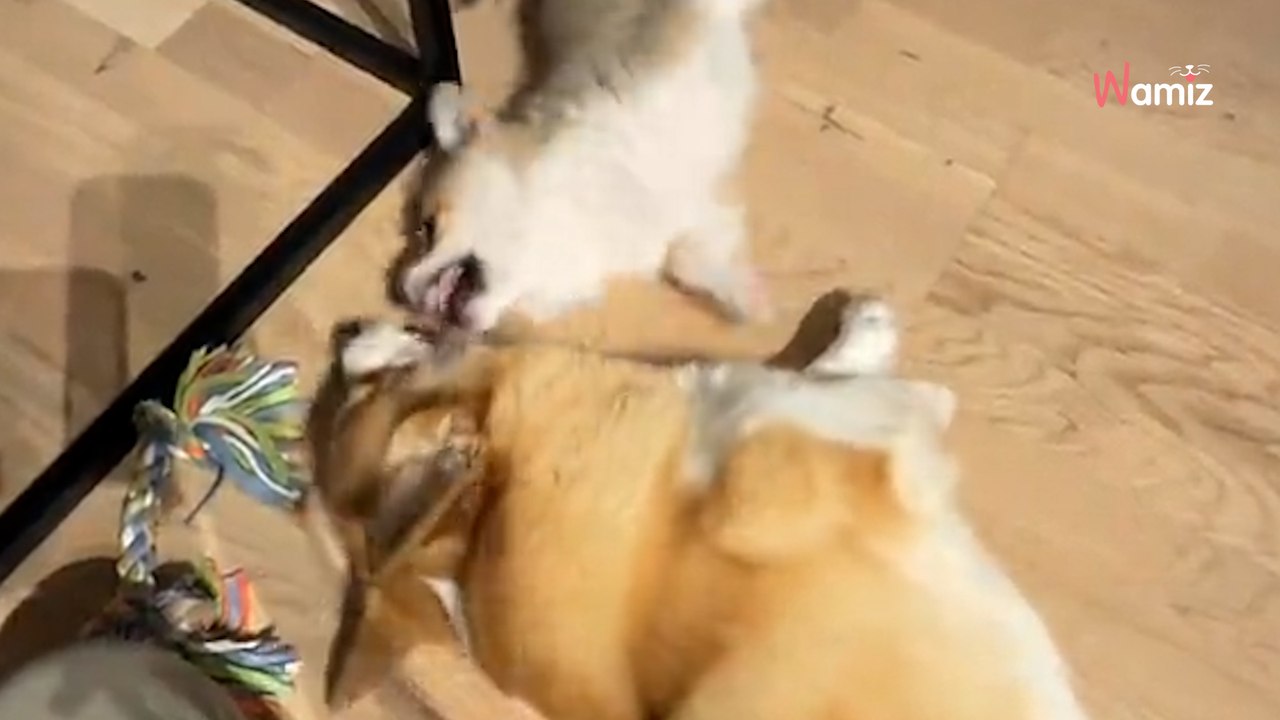 Leur chien rencontre son nouveau petit frère : les images de leur première semaine ensemble sont craquantes ! (vidéo)