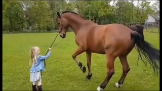 Horse Videos Compilation | Cute And Funny | Cute Moment of the Horses Soo Cute