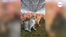 Gato acaba en el gallinero: ¡y pone firmes a las gallinas!
