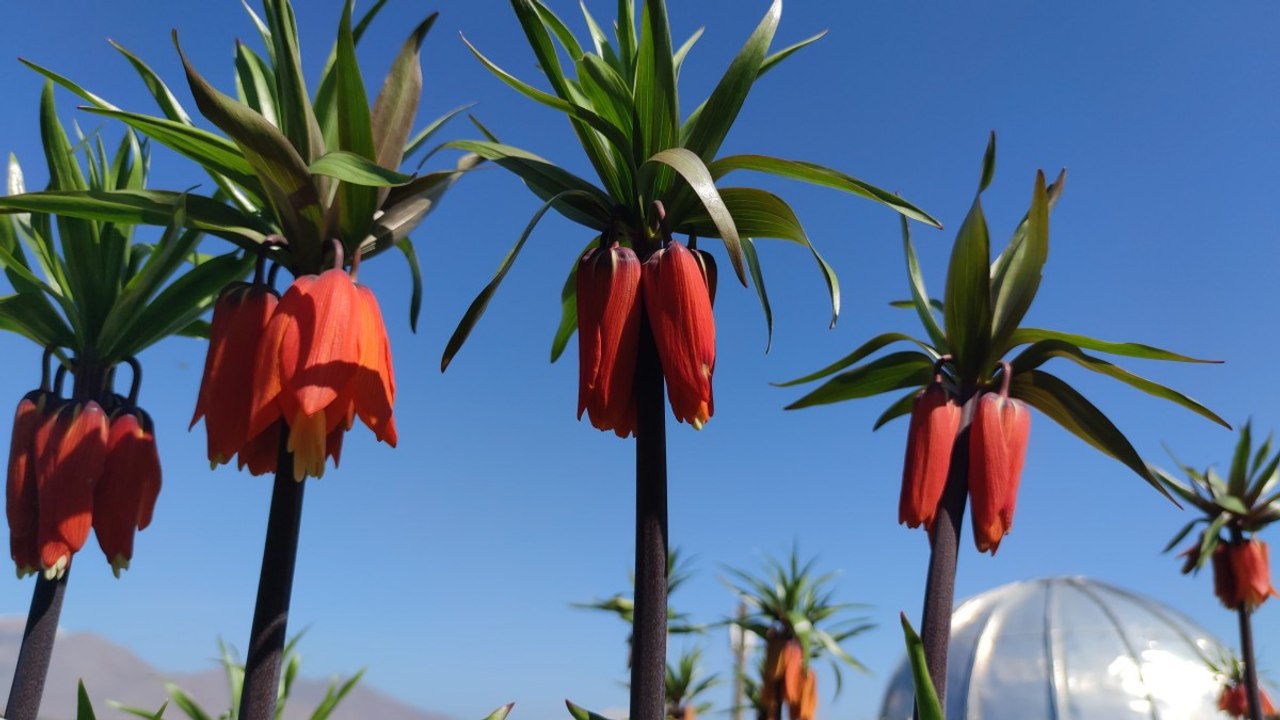 Ters laleler göz kamaştırıyor: Koparmanın cezası 244 bin 314 lira