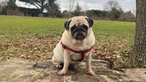 Pug spins in circles and can't walk in a straight line due to rare disease