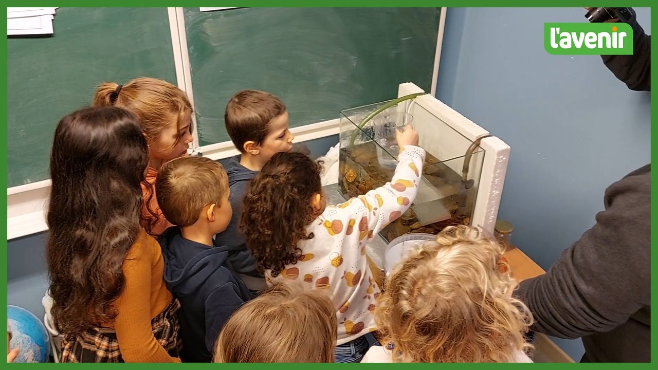 Nés à l'école de Melmpré, ces saumons sont en route pour l’océan (vidéo)