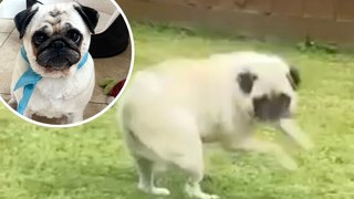 Meet the pug who spins in circles due to 'rare neurological disease'