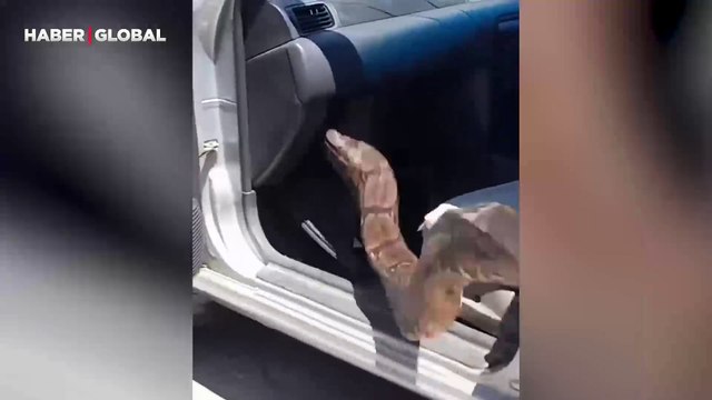 Aracına giren dev anakondayı kuyruğundan sallayarak dakikalarca çıkarmaya çalıştı