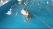 Monkey Plays in Pool on Hot Day