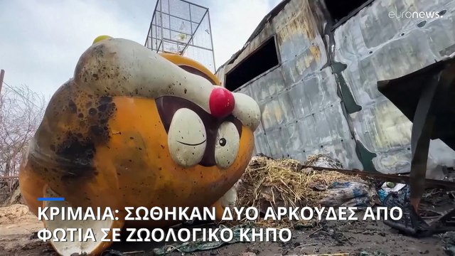 Κριμαία: Μόνο δύο αρκούδες σώθηκαν από την πύρινη λαίλαπα σε ζωολογικό κήπο