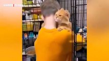 Barınak kedisi kendisini sahiplenmeye gelen aileyi görür görmez böyle sarıldı: ''Sevgiye muhtaç