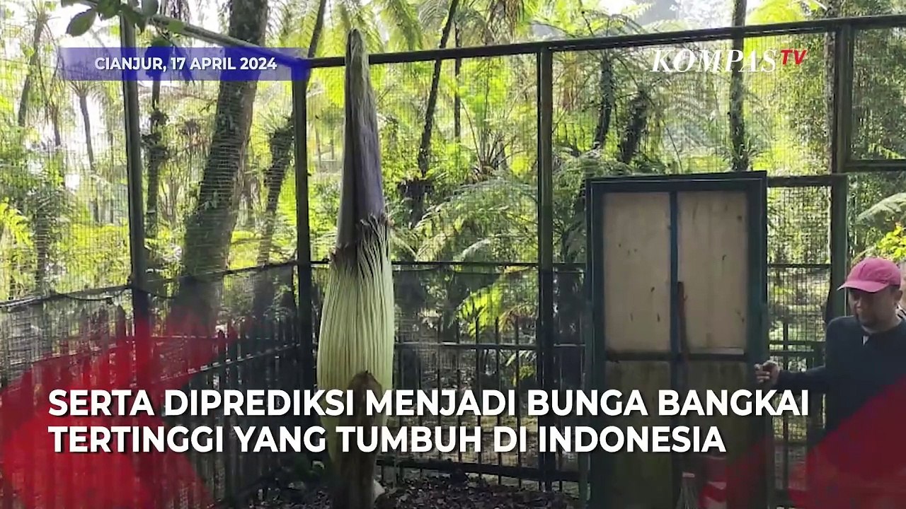 Bunga Bangkai Raksasa di Kebun Raya Cibodas Ini...