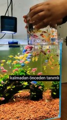 Kullanıcı Dostu Yazılımların Anahtarı: Autofill Teknolojisi ile Zaman Tasarrufu ve Hata Azaltımı