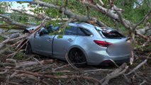 Spinea, albero cade su un?auto in transito: il video