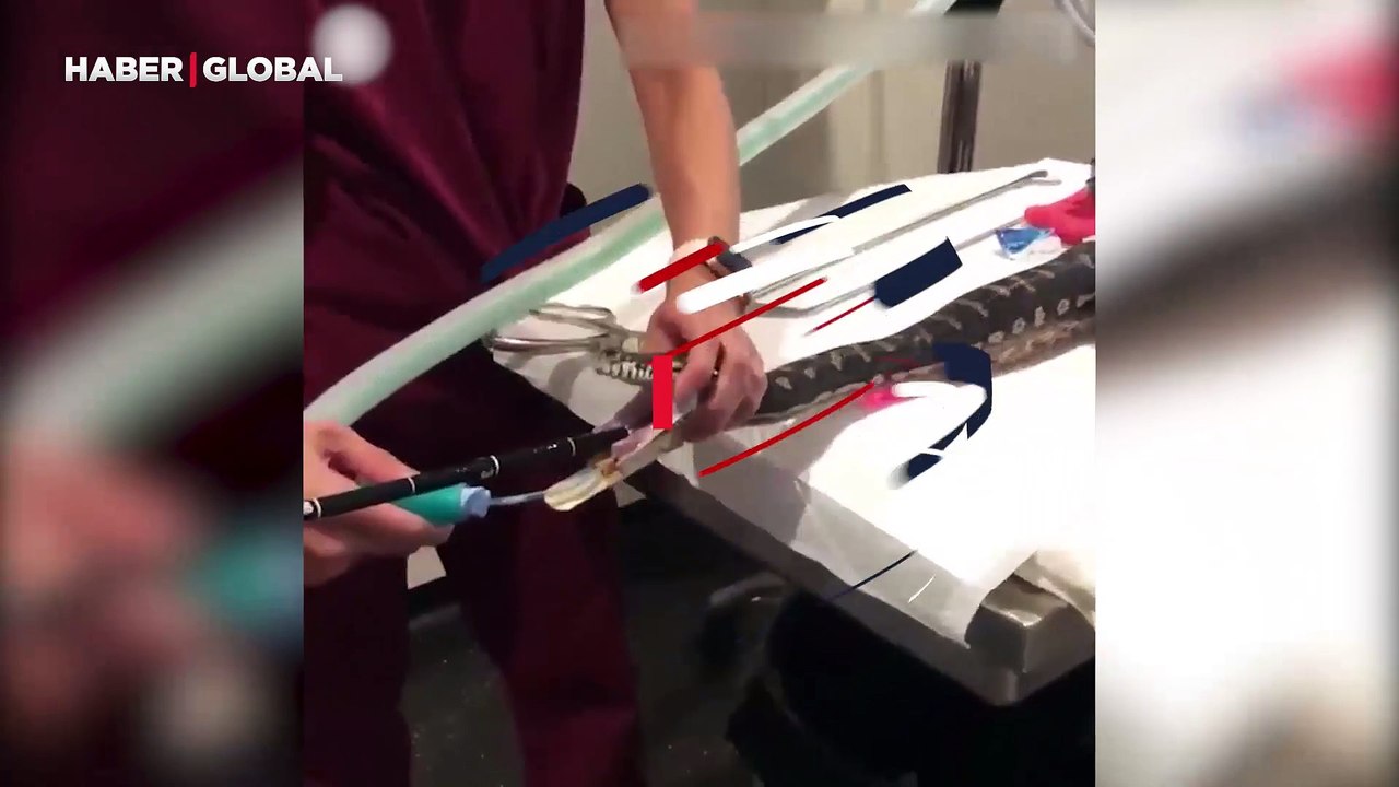 Pitona havlu operasyonu kamerada! Beğeni rekoru kırdı