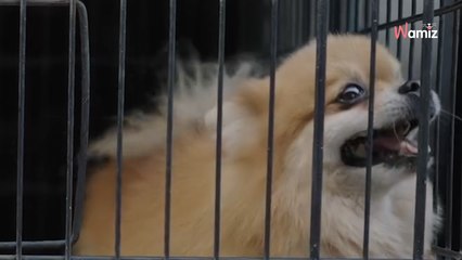 La fin de vente de chiens et de chats en animalerie entre en vigueur !  