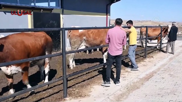 Süt üreticileri, Süt Konseyi'nin zammını yetersiz buldu