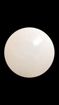 ¡Pedro, Pedro, Pedro...! el video viral del mapache bailando la pegajosa canción