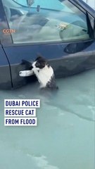 Dubai police rescue cat from flood