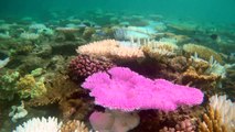 Mais de 70% dos corais da Grande Barreira da Austrália registram danos